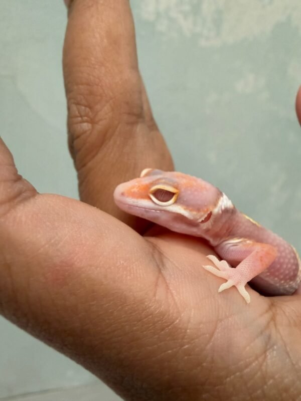 IMG_1690 mata mack snow bell albino