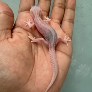 IMG_1695 jual gecko white and yellow super snow tremper albino incub betina baby