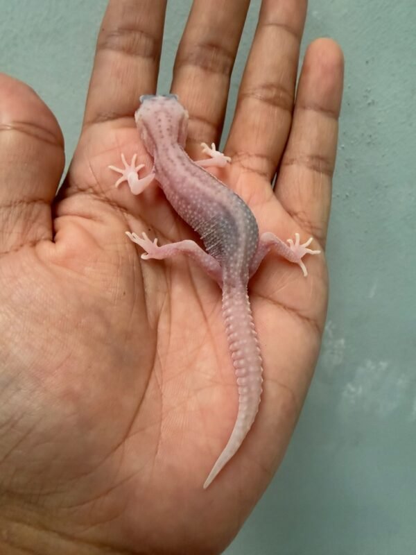IMG_1695 jual gecko white and yellow super snow tremper albino incub betina baby
