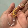 IMG_1698 jual gecko raptor lavender stripe incub jantan baby