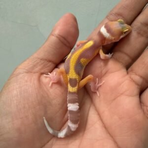 IMG_1698 jual gecko raptor lavender stripe incub jantan baby
