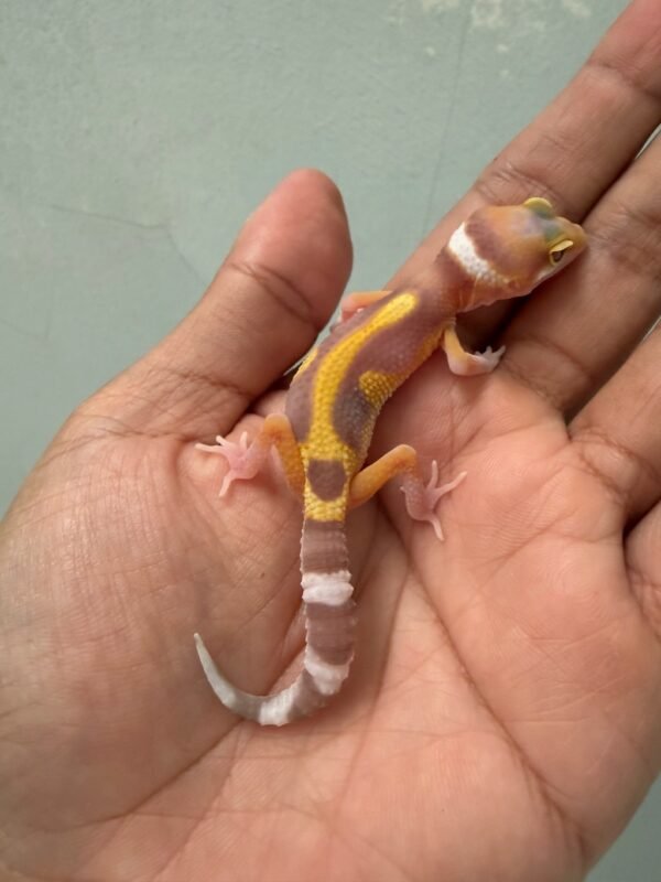 IMG_1698 jual gecko raptor lavender stripe incub jantan baby