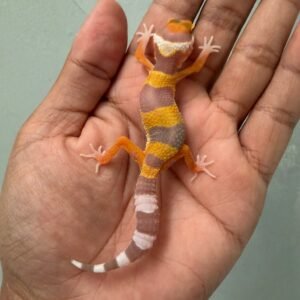 IMG_1701 jual gecko tangerine albino poss giant incub jantan baby