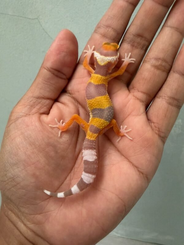 IMG_1701 jual gecko tangerine albino poss giant incub jantan baby