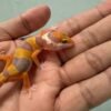 IMG_1702 mata gecko tangerine albino