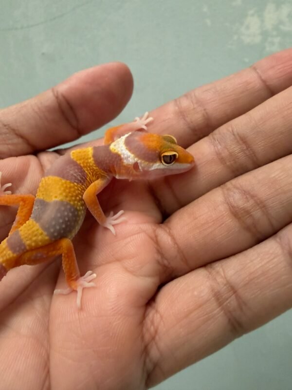 IMG_1702 mata gecko tangerine albino