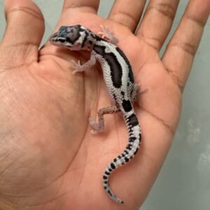 IMG_1720 jual gecko tug snow stripe het ember baby rare