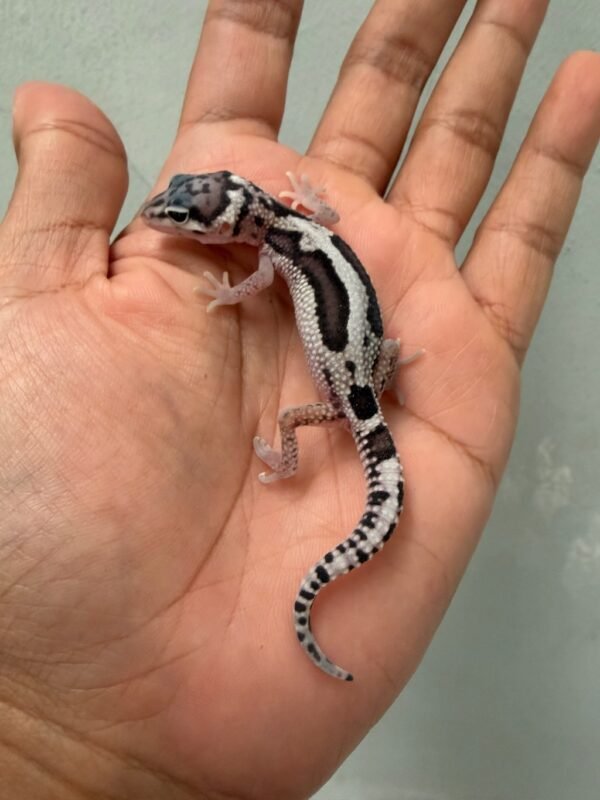 IMG_1720 jual gecko tug snow stripe het ember baby rare