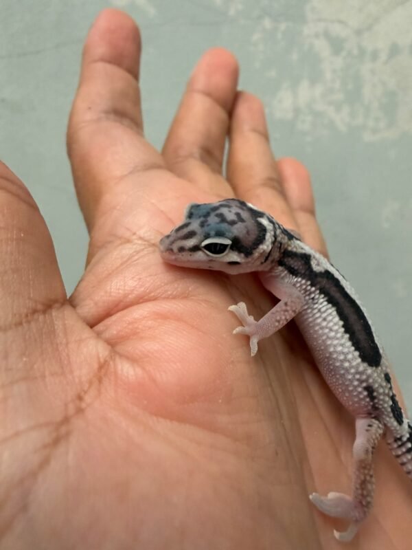 IMG_1721 mata gecko tug snow stripe
