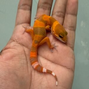 IMG_1728 jual gecko shtctb tomato ph raptor incub jantan baby nice color