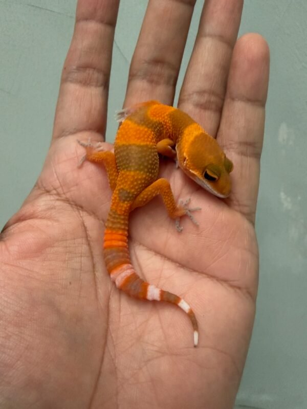 IMG_1728 jual gecko shtctb tomato ph raptor incub jantan baby nice color