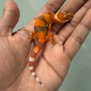 IMG_1731 jual leopard gecko shtctb tomato line incub betina baby