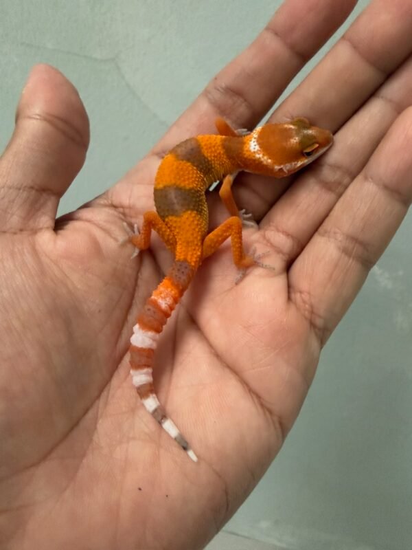 IMG_1731 jual leopard gecko shtctb tomato line incub betina baby