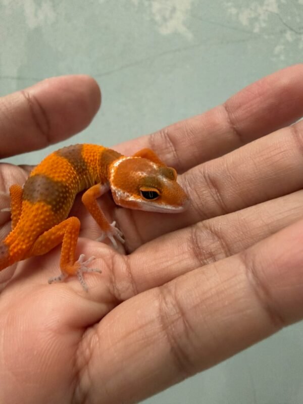 IMG_1732 mata gecko shtctb tomato line
