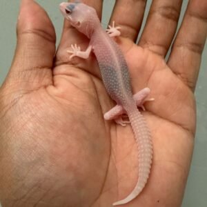 IMG_1735 jual gecko super raptor black night cross het diablo blanco incub betina baby