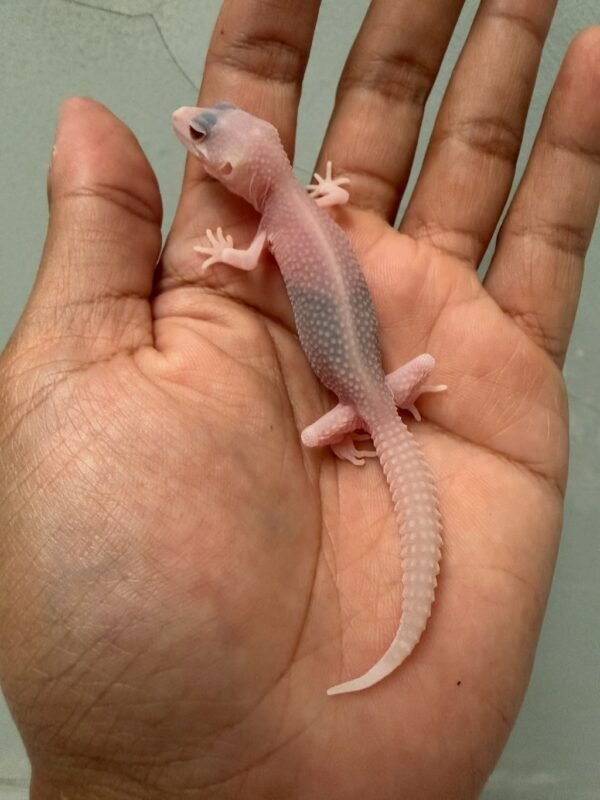 IMG_1735 jual gecko super raptor black night cross het diablo blanco incub betina baby