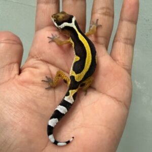 IMG_1742 jual leopard gecko tangerine bold stripe incub betina baby