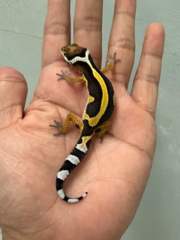 IMG_1742 jual leopard gecko tangerine bold stripe incub betina baby