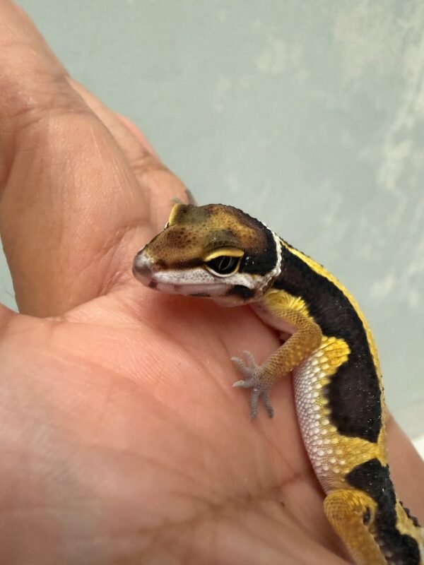 IMG_1744 mata gecko tangerine bold stripe