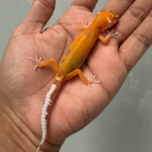 IMG_1746 jual gecko aptor giant poss super giant incub jantan baby