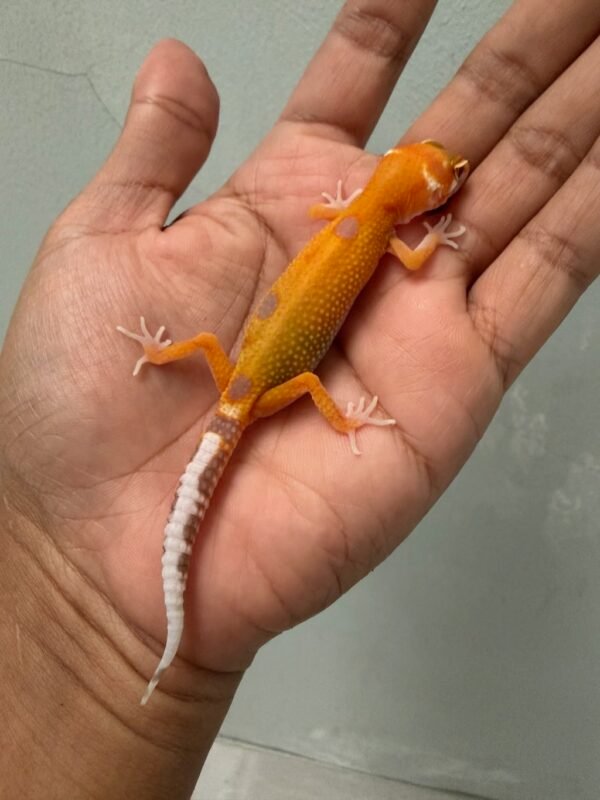 IMG_1746 jual gecko aptor giant poss super giant incub jantan baby