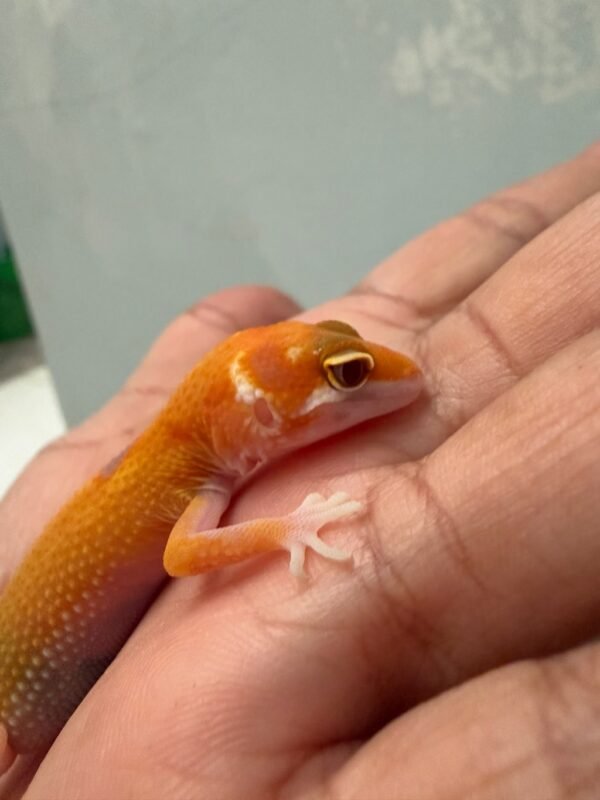 IMG_1747 mata gecko aptor