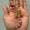 IMG_1750 jual gecko chocolate ph raptor incub jantan baby big body