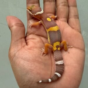 IMG_1750 jual gecko chocolate ph raptor incub jantan baby big body