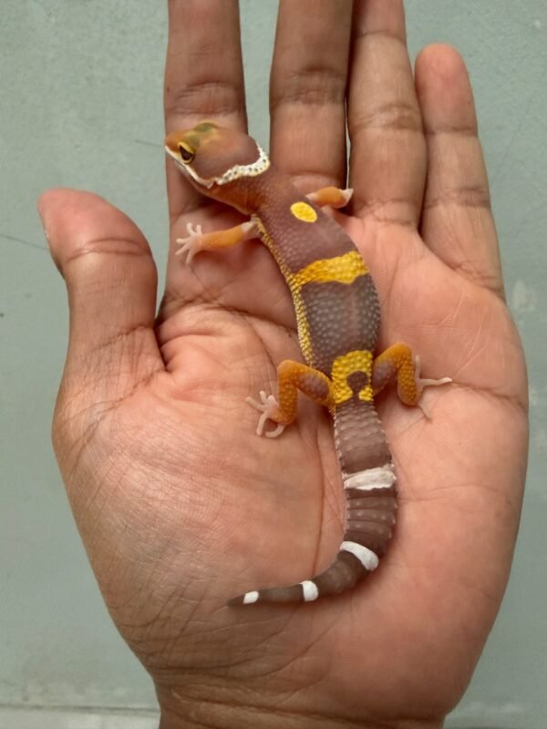 IMG_1750 jual gecko chocolate ph raptor incub jantan baby big body