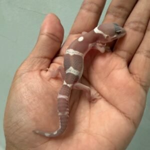 IMG_1755 jual gecko snow chocolate baby