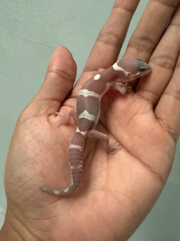 IMG_1755 jual gecko snow chocolate baby