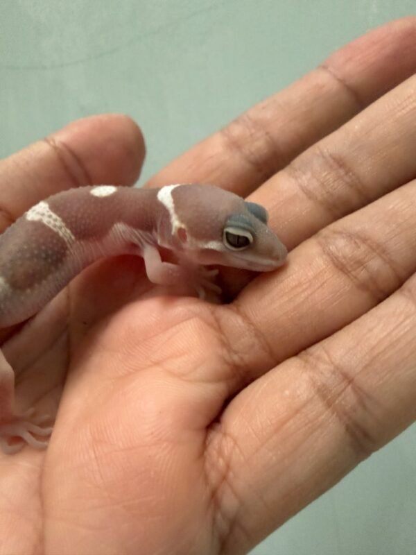 IMG_1756 mata gecko snow chocolate