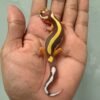 IMG_1763 jual gecko tangerine tremper bold stripe bahan kontes