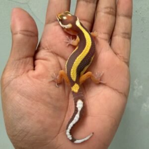 IMG_1763 jual gecko tangerine tremper bold stripe bahan kontes