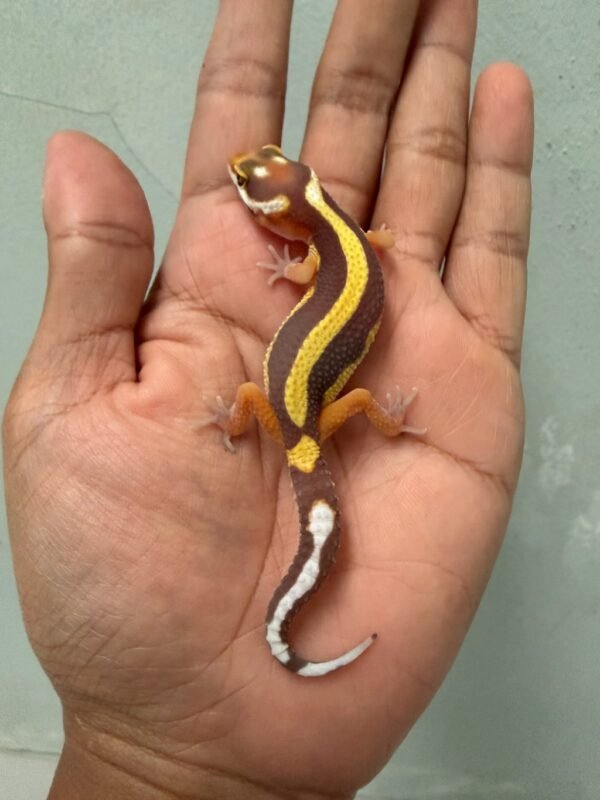 IMG_1763 jual gecko tangerine tremper bold stripe bahan kontes