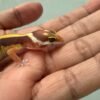 IMG_1764 mata gecko tangerine tremper bold stripe