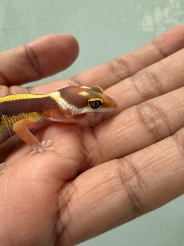 IMG_1764 mata gecko tangerine tremper bold stripe