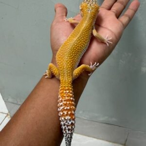 IMG_1927 jual leopard gecko creamsicle black night cross betina rare