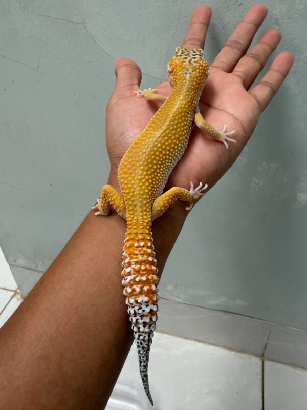 IMG_1927 jual leopard gecko creamsicle black night cross betina rare