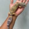 IMG_1929 jual leopard gecko mack snow black night cross betina big body