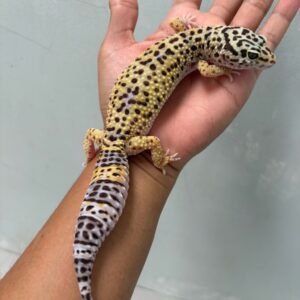 IMG_1929 jual leopard gecko mack snow black night cross betina big body