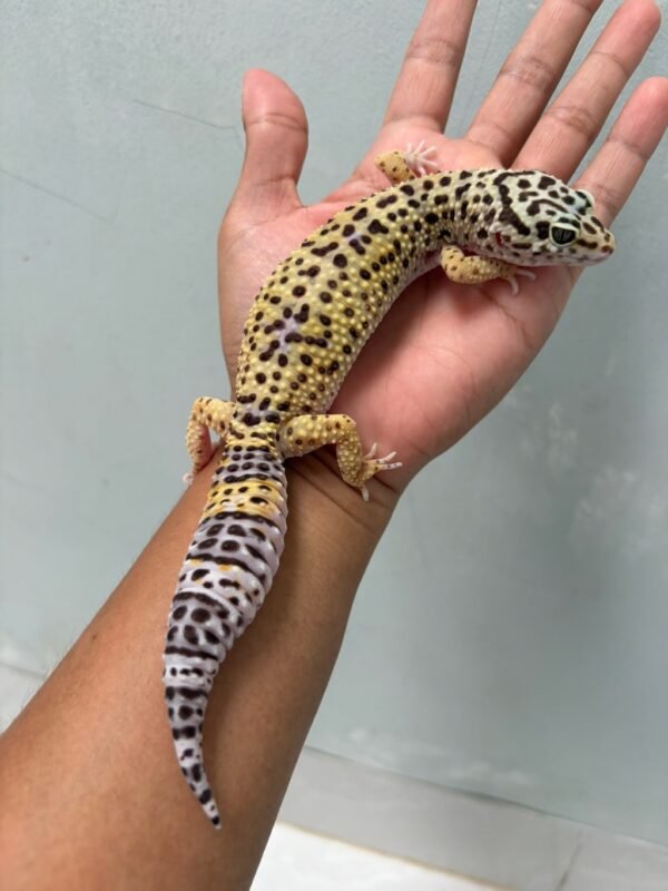 IMG_1929 jual leopard gecko mack snow black night cross betina big body
