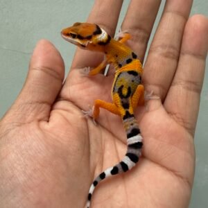 IMG_1936 jual gecko tangerine fire line het tremper jantan nice color