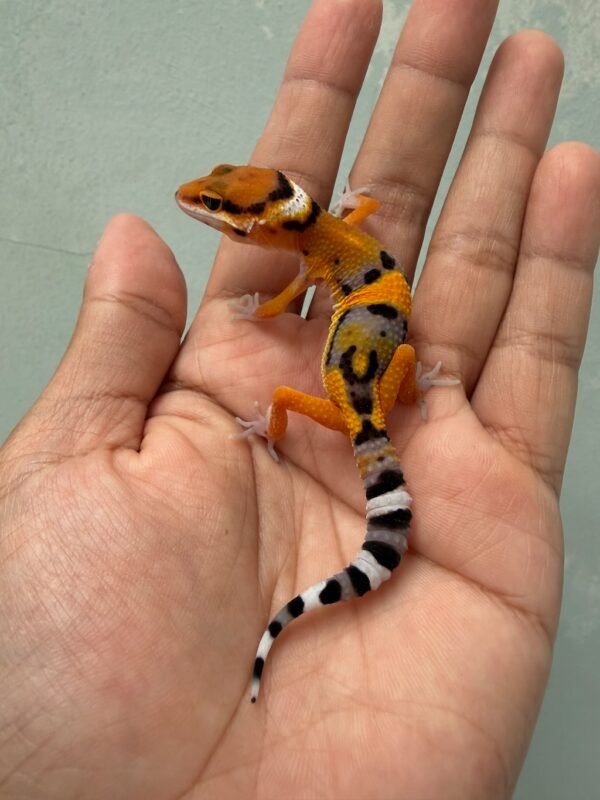IMG_1936 jual gecko tangerine fire line het tremper jantan nice color