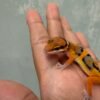 IMG_1937 Tangerine Fire Line het Tremper - Jantan - R261357 - NICE COLOR
