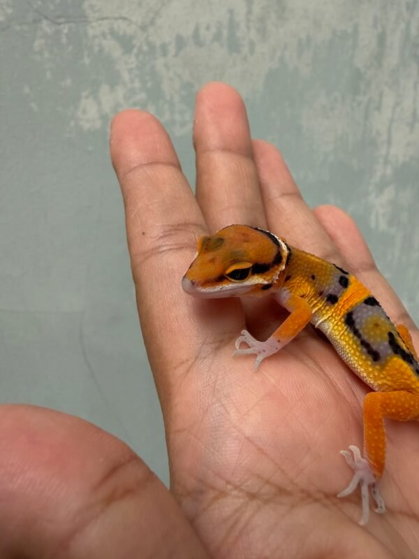 IMG_1937 Tangerine Fire Line het Tremper - Jantan - R261357 - NICE COLOR