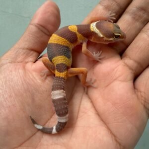 IMG_1939 jual gecko tangerine albino black night cross murah