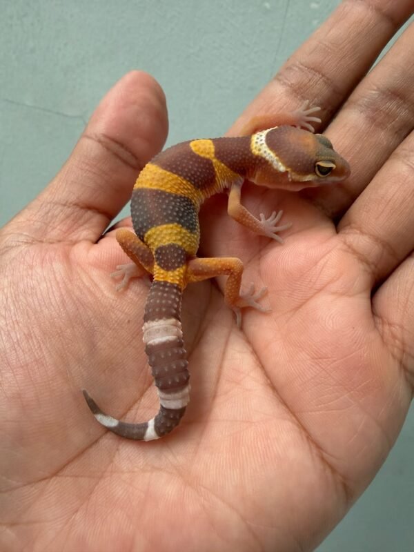 IMG_1939 jual gecko tangerine albino black night cross murah