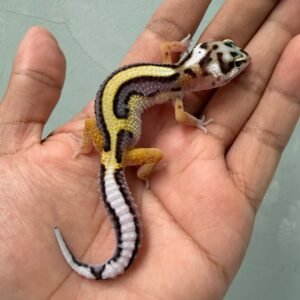 IMG_1942 jual gecko bold stripe bandit line jantan big body