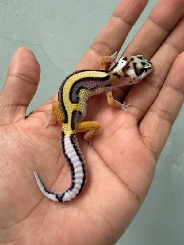 IMG_1942 jual gecko bold stripe bandit line jantan big body